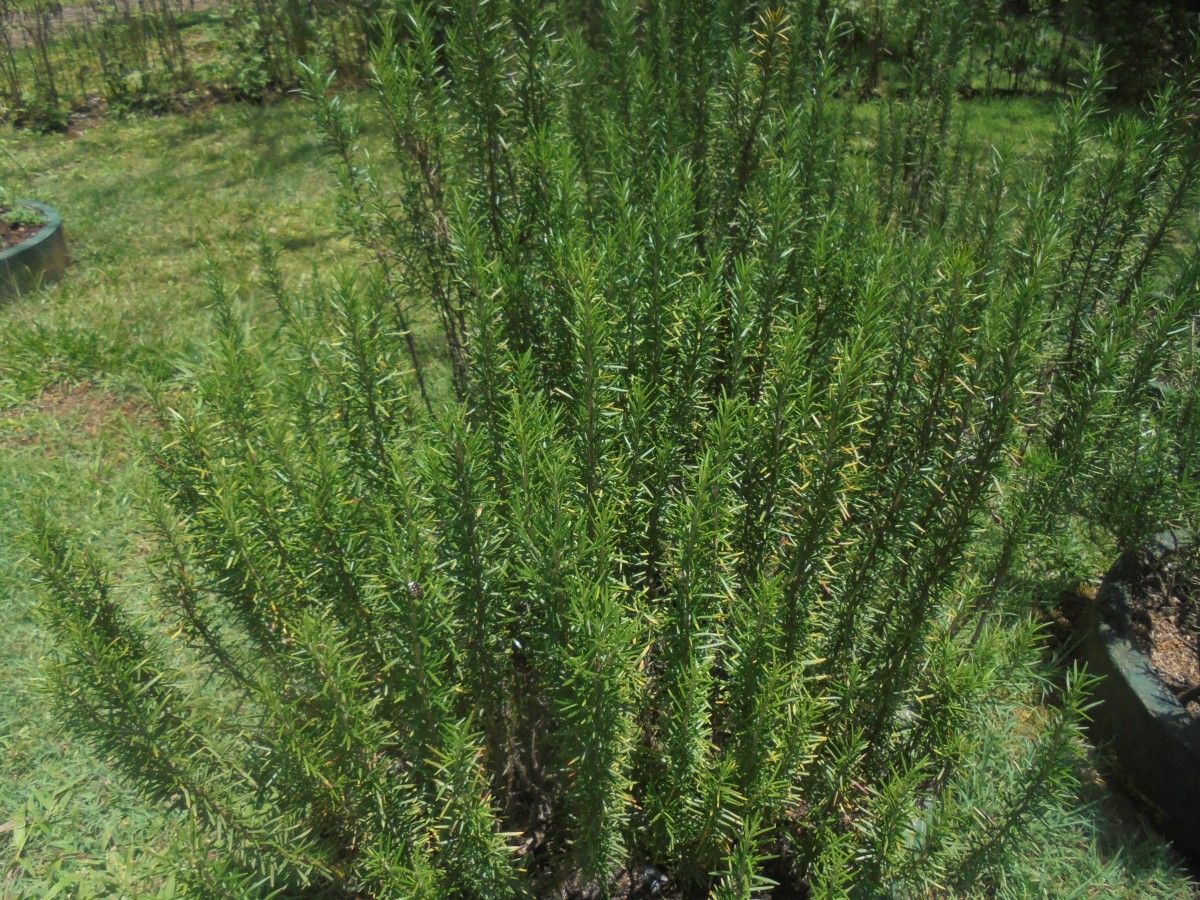 Salvia rosmarinus Spenn.